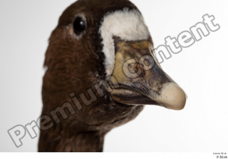 Greater white-fronted goose Anser albifrons beak head 0005.jpg